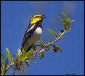 _6SB9830 golden-cheeked warbler